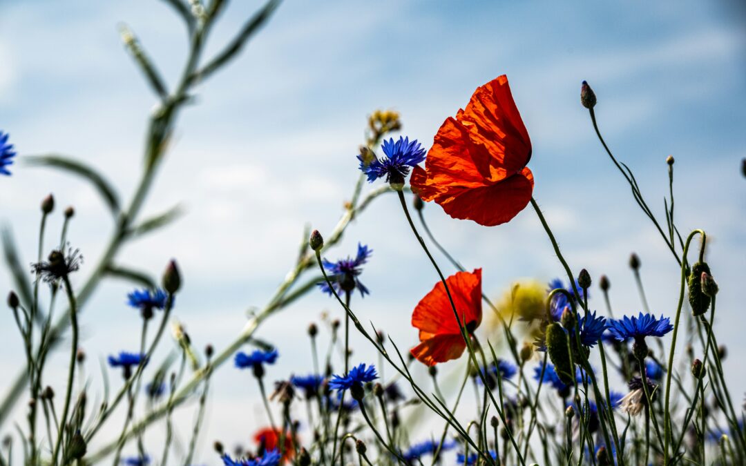 Klimatski info: FOR-GEN-LEARN